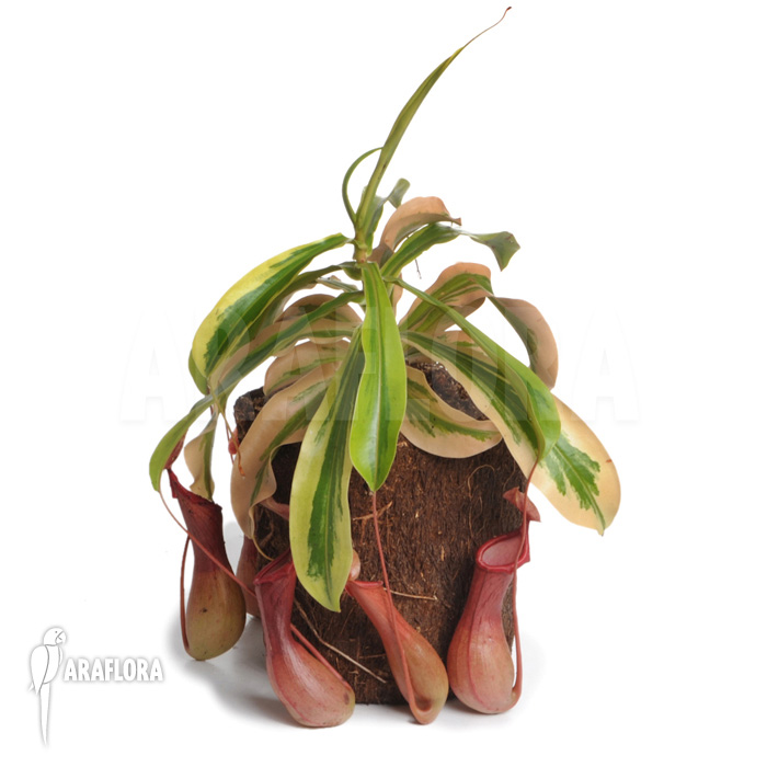 Nepenthes x ventrata ‚Variagated‘