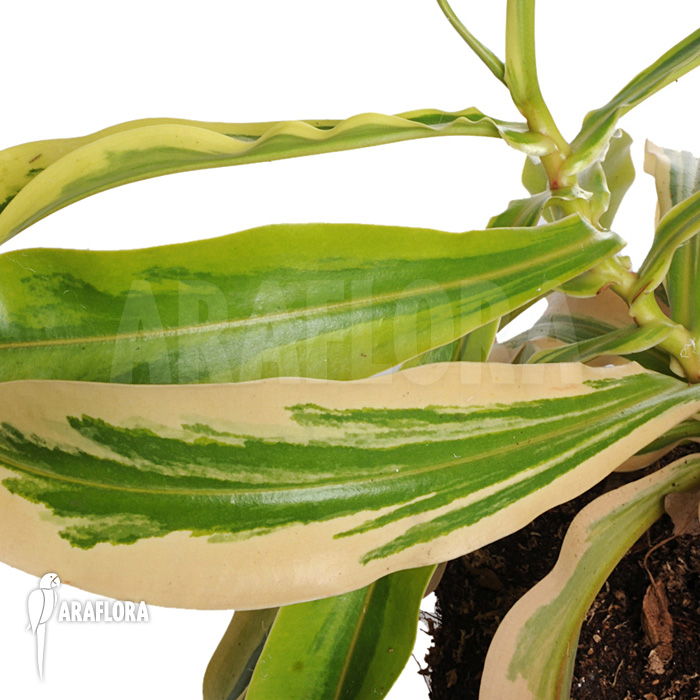 Nepenthes x ventrata ‚Variagated‘