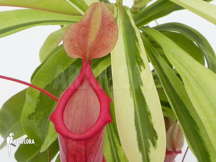 Nepenthes x ventrata ‚Variagated‘