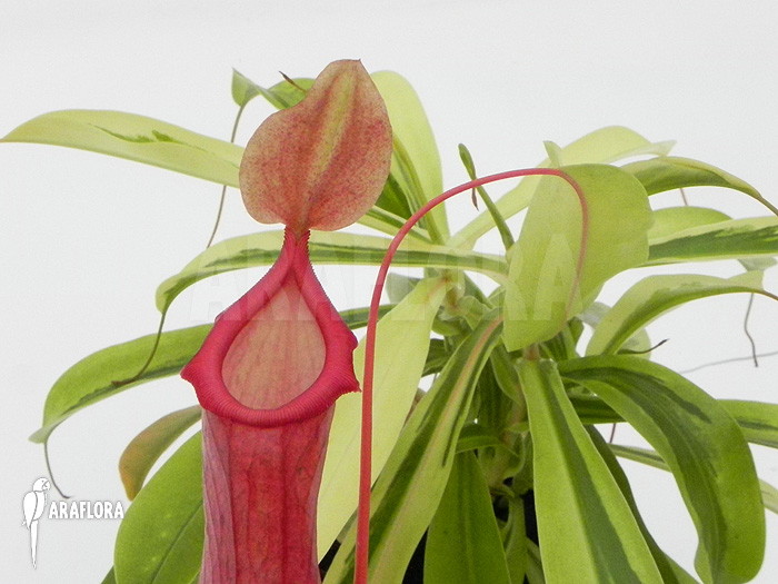 Nepenthes x ventrata ‚Variagated‘