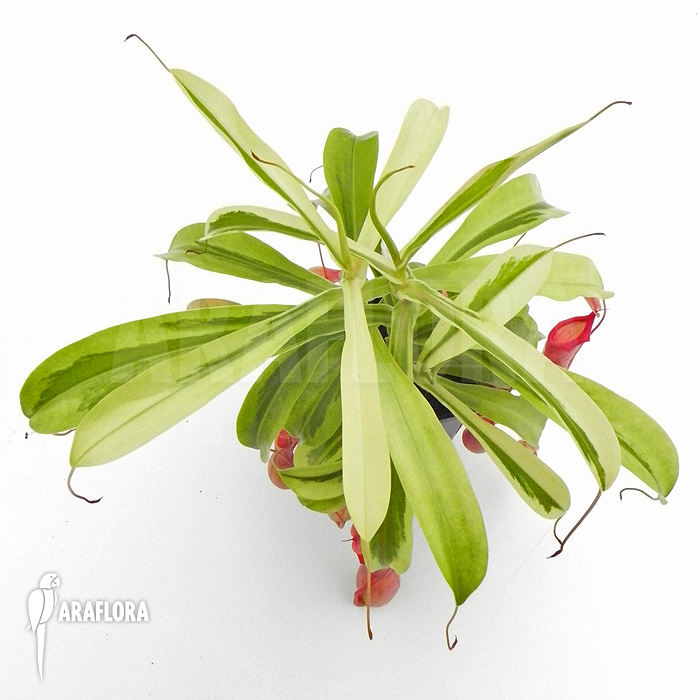 Nepenthes x ventrata ‚Variagated‘