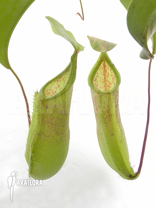 Nepenthes x ‚Louise‘