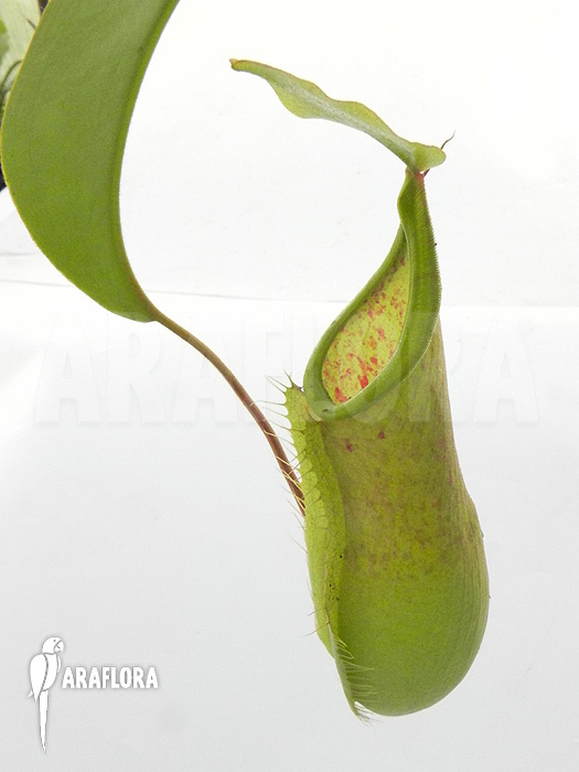 Nepenthes x ‚Louise‘