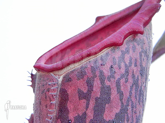 Nepenthes x ‚Pink Panther‘