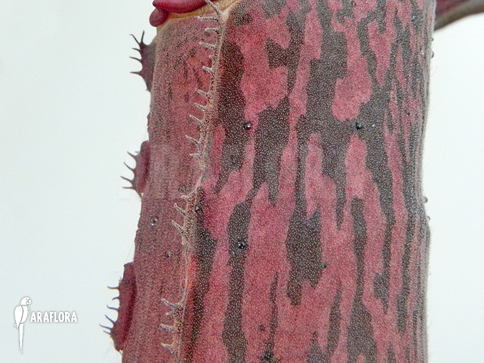 Nepenthes x ‚Pink Panther‘