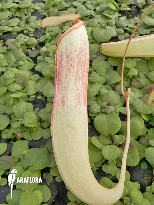 Nepenthes x ‚Snow Soper‘