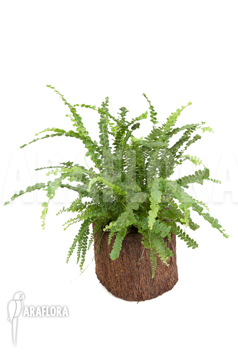 Nephrolepis cordifolia ‚Duffii‘