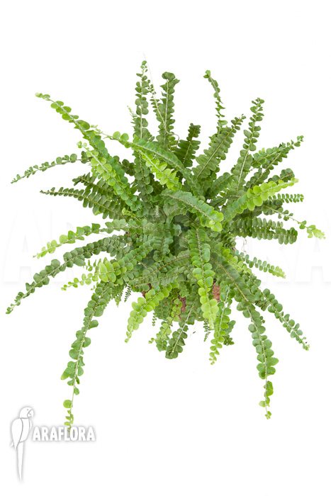 Nephrolepis cordifolia ‚Duffii‘