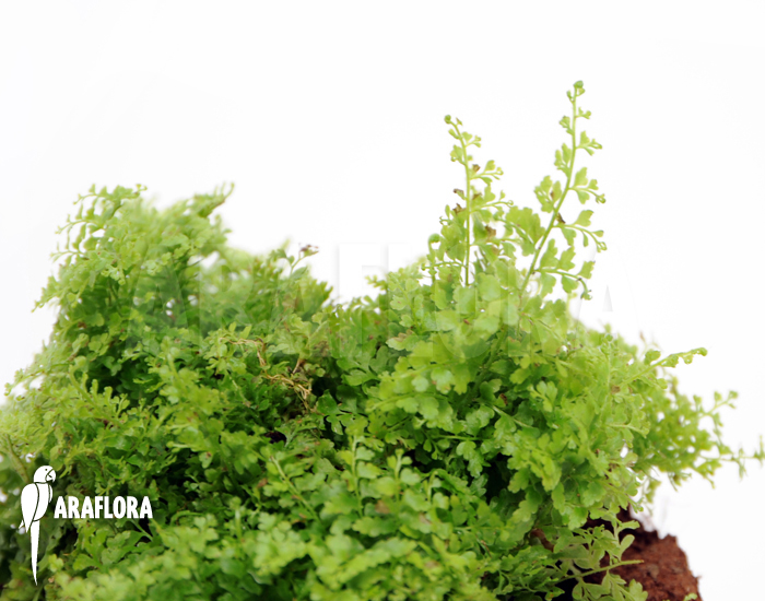 Nephrolepis exaltata ‚Marisa‘