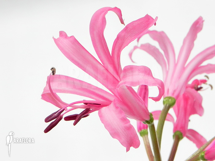 Nerine bowdenii bulb