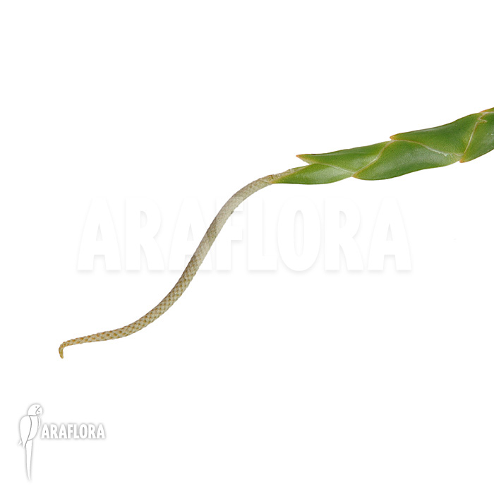 Oberonia lycopodioides ‚Imbricata‘