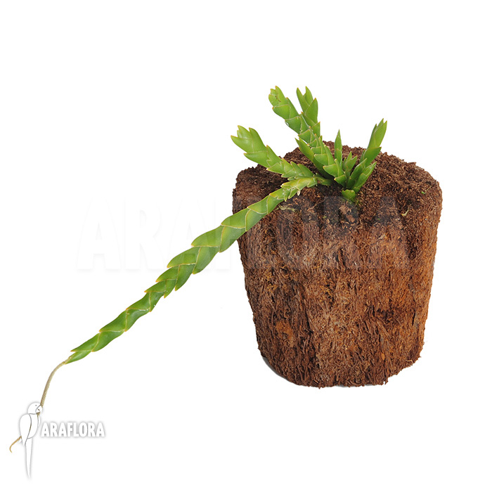 Oberonia lycopodioides ‚Imbricata‘