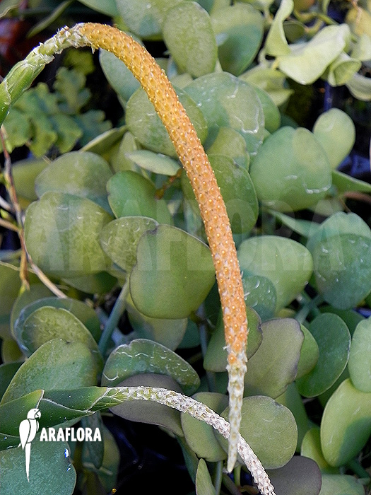 Oberonia lycopodioides ‚Imbricata‘