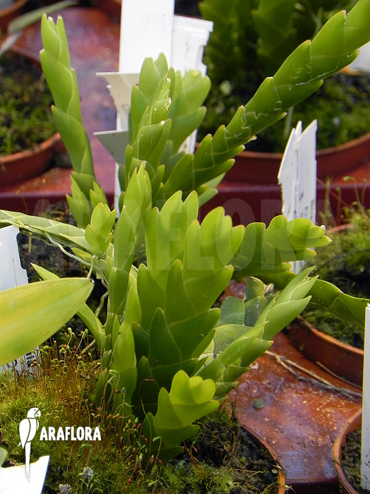 Oberonia lycopodioides ‚Imbricata‘