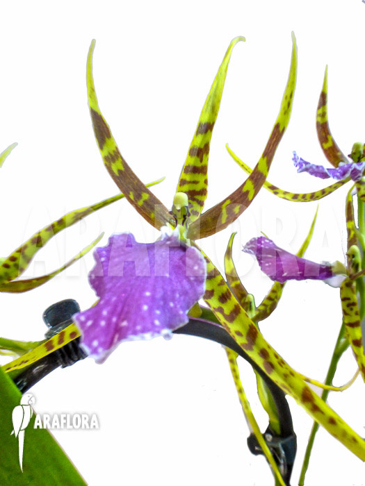 Odontobrassia Billabong ‚Celle‘