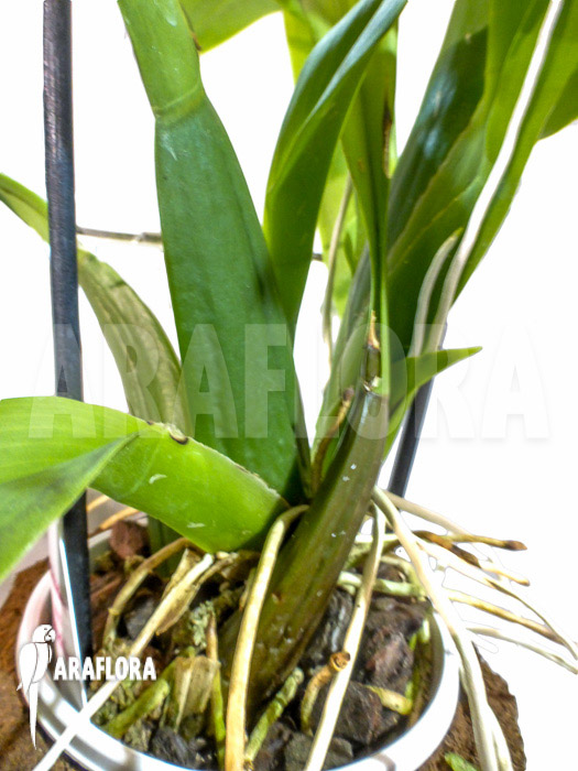 Odontobrassia Billabong ‚Celle‘