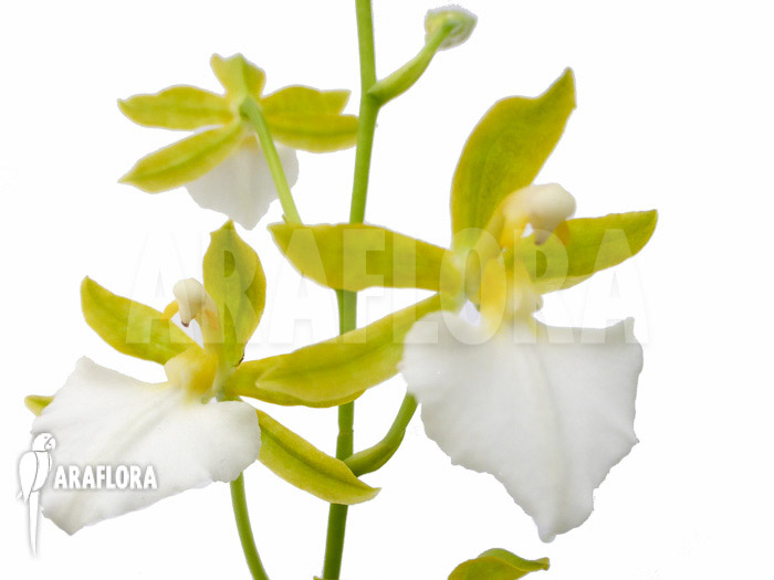 Odontoglossum bictoniense alba
