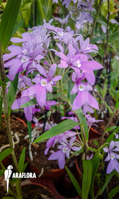 Oerstedella centradenia