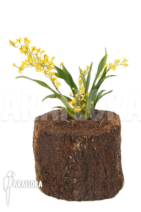 Oncidium ‚Twinkle pearl‘