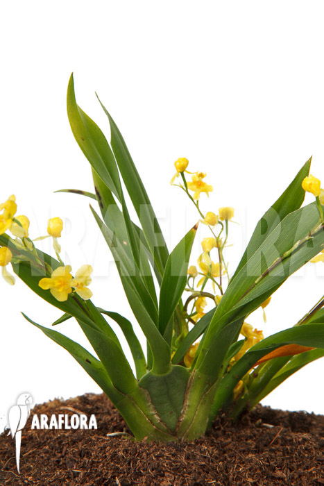 Oncidium ‚Twinkle pearl‘