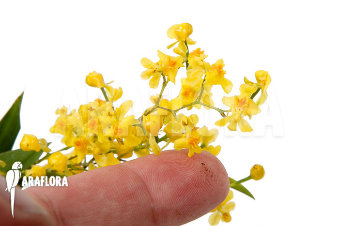 Oncidium ‚Twinkle pearl‘