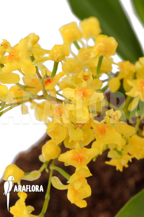 Oncidium ‚Twinkle pearl‘
