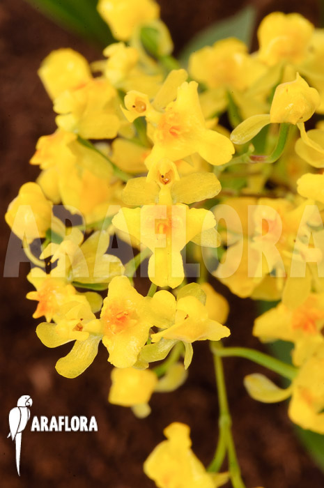 Oncidium ‚Twinkle pearl‘