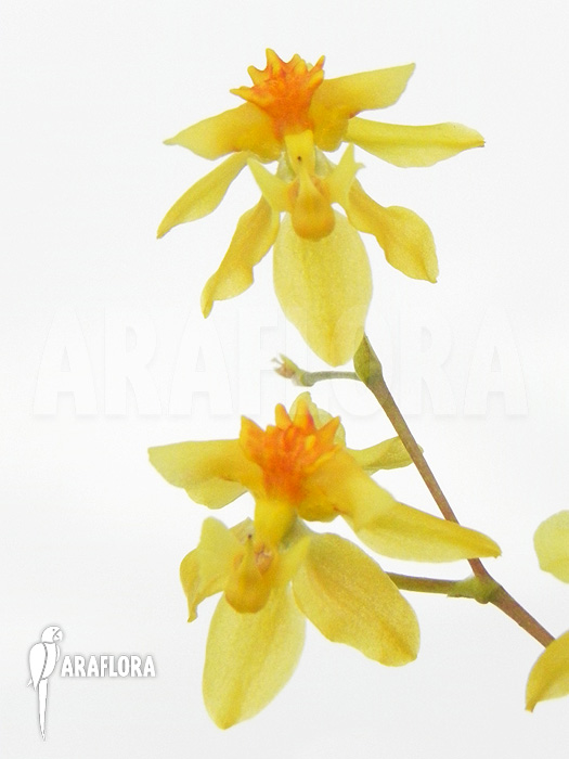 Oncidium cheirophorum ‚S‘