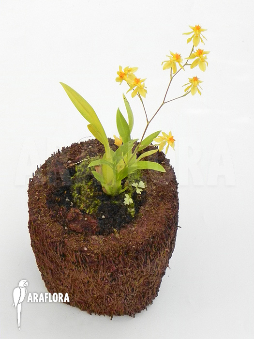 Oncidium cheirophorum ‚S‘