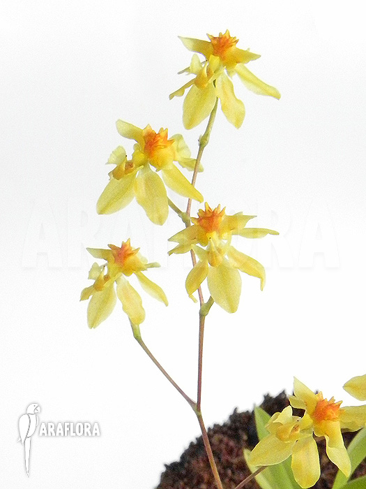 Oncidium cheirophorum ‚S‘