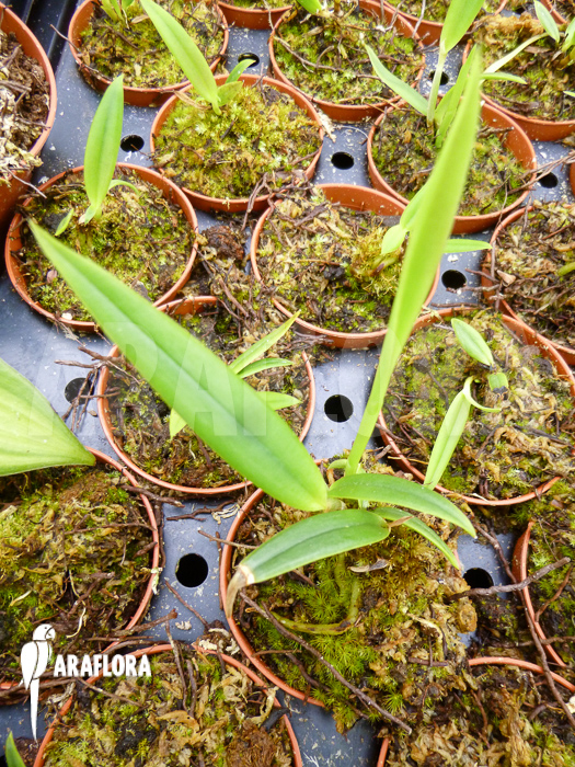 Oncidium cheirophorum ‚S‘