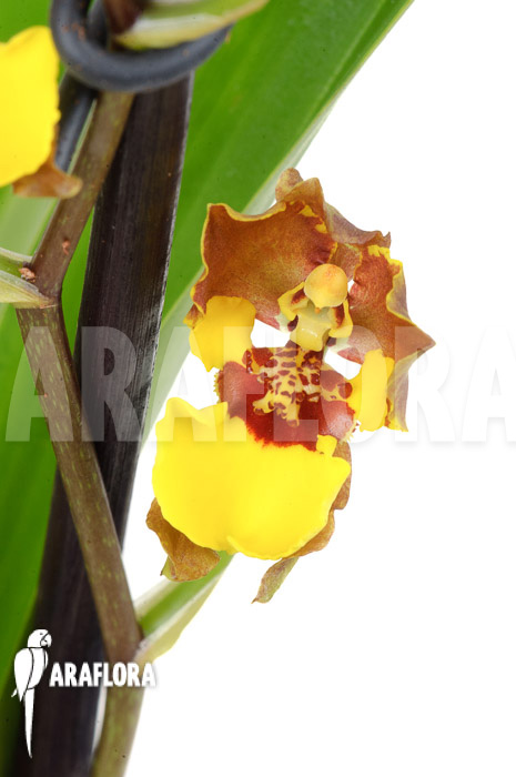 Oncidium croesus