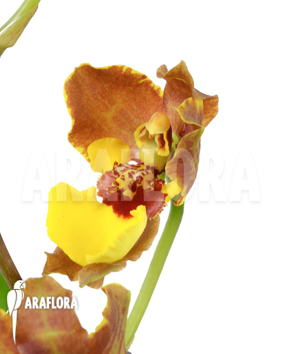 Oncidium-croesus-L-4
