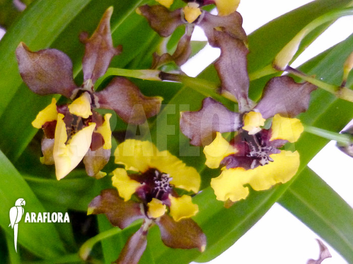 Oncidium eurycline