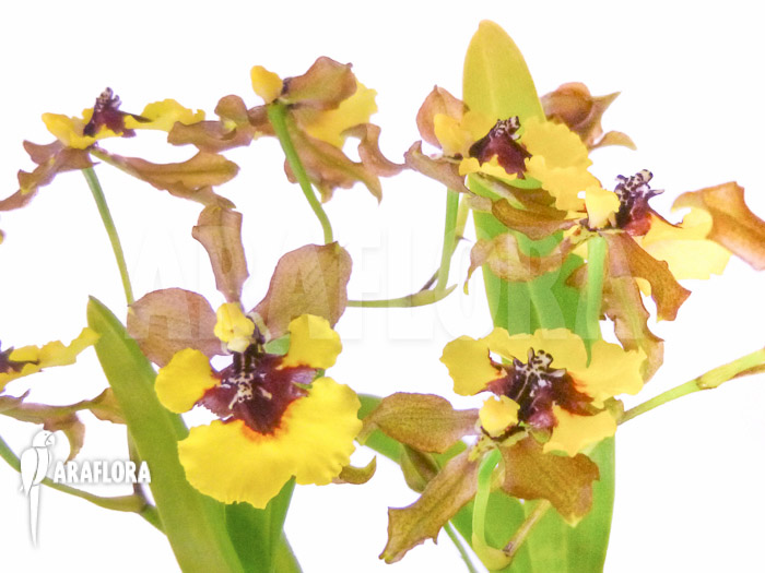 Oncidium eurycline