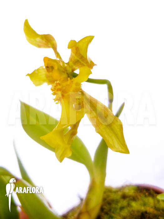Oncidium longipes