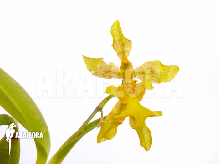Oncidium longipes