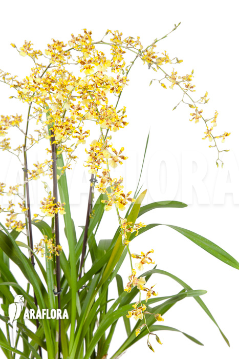 Oncidium sphacelatum