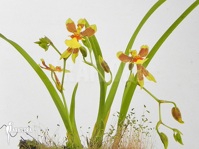 Oncidium unknown mini