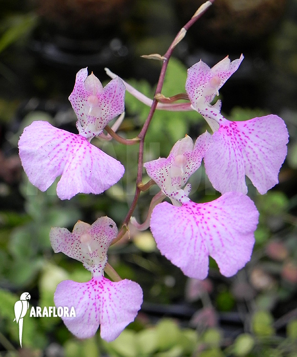 Oncidium variegatum ‚Cuba‘