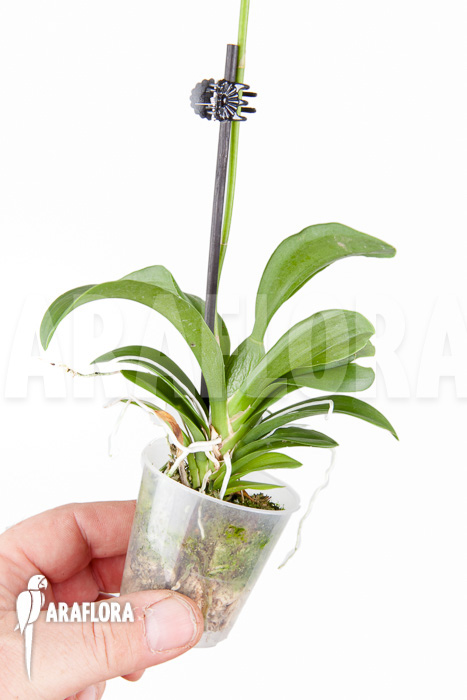 Oncidium cheirophorum