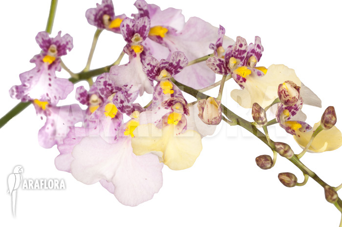 Oncidium cheirophorum