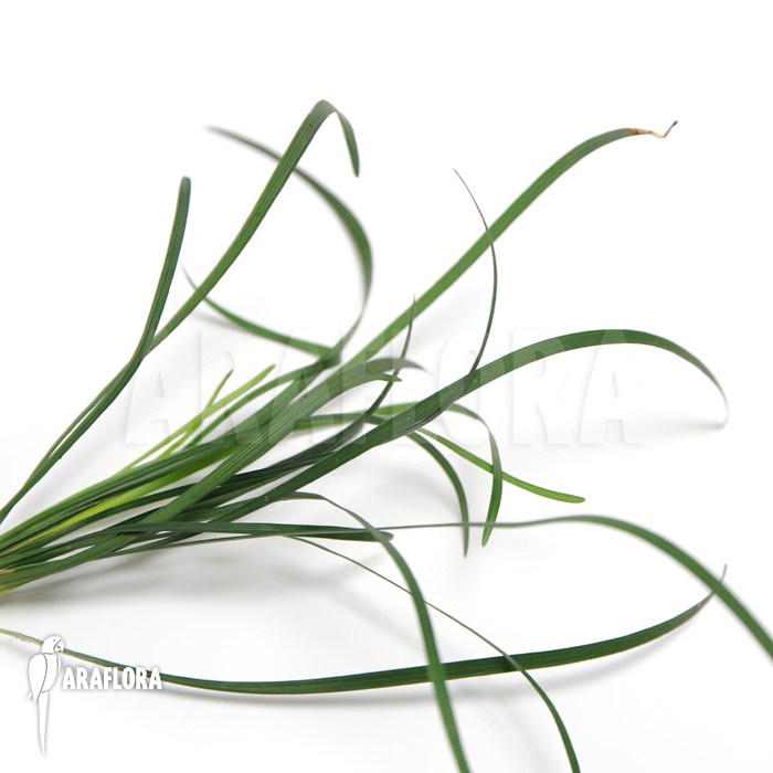 Ophiopogon japonicus