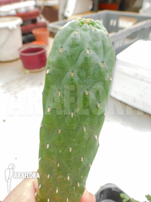 Opuntia consolea rubescens ‚L‘