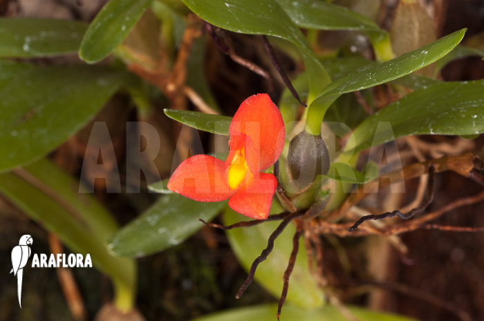 Ornithidium sophronitis ‚mounted‘