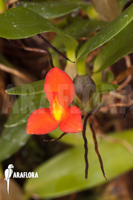 Ornithidium sophronitis ‚mounted‘