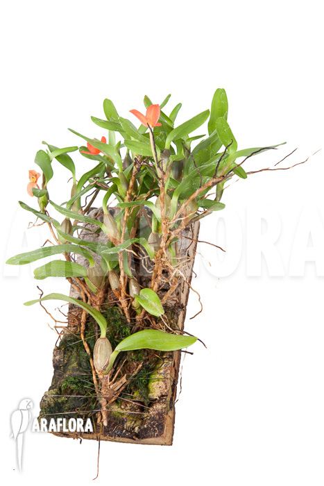 Ornithidium sophronitis ‚mounted‘