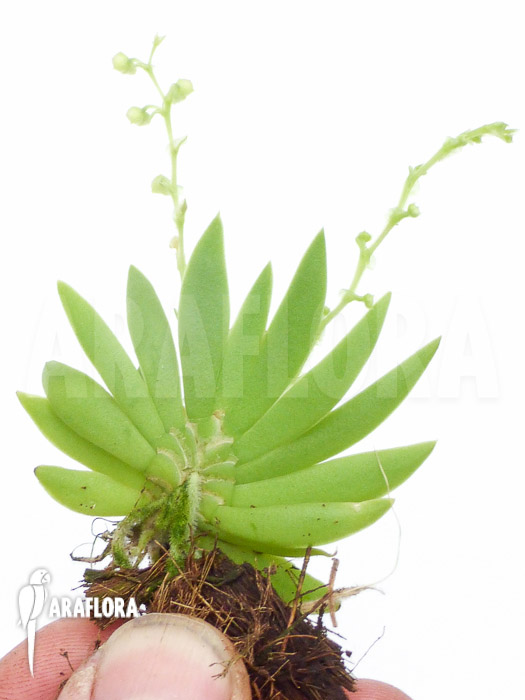 Ornithocephalus species ‚Ho02‘