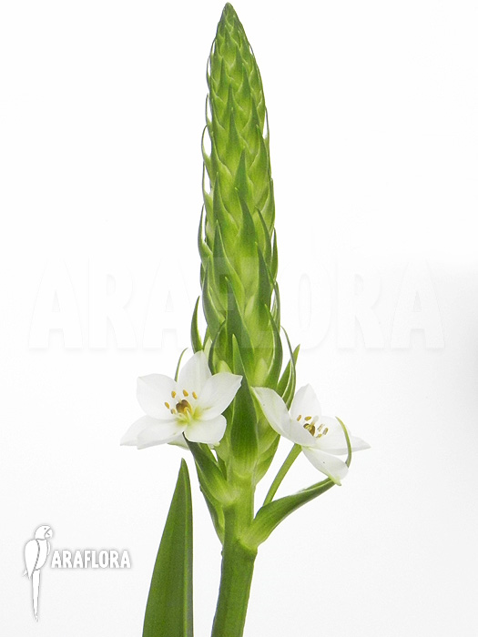 Ornithogalum thyrsoides