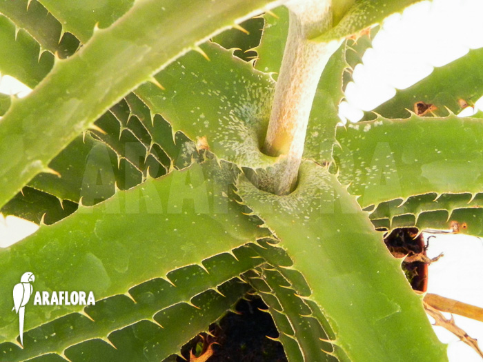 Orthophytum conquistense